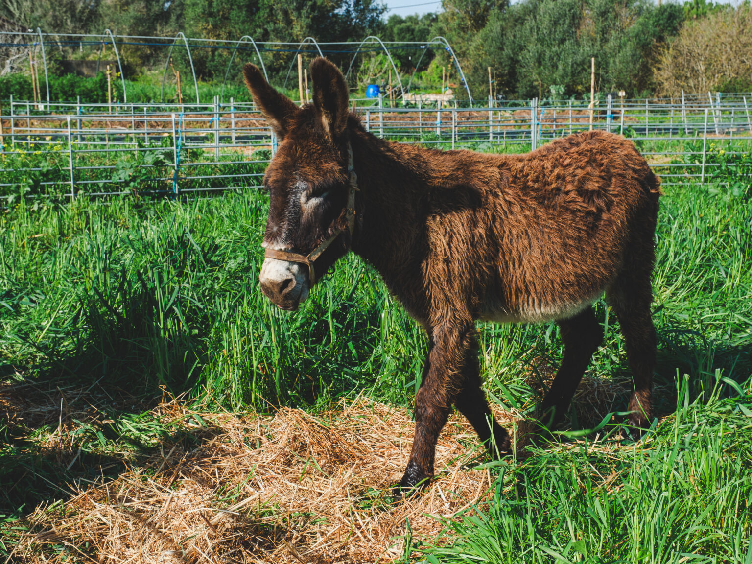 Quinta do Vale da Lama vico ughetto